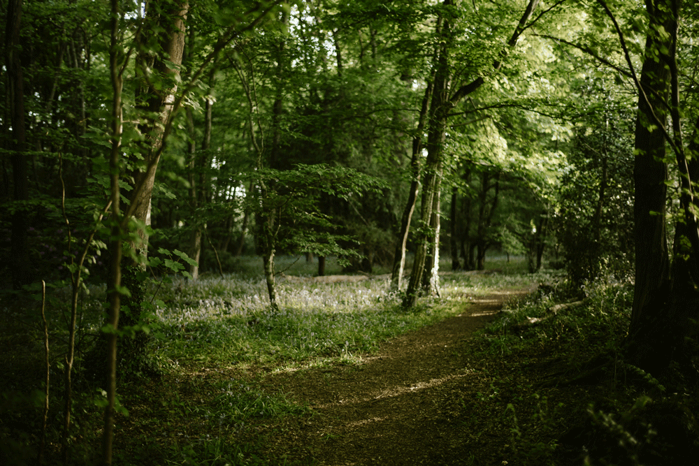 Woodland scene